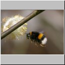 Bombus terrestris - Erdhummel koenigin 02.jpg